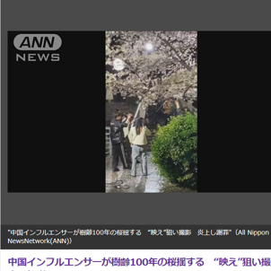 中国インフルエンサーが樹齢100年桜を揺らして撮影　批判殺到、謝罪必至